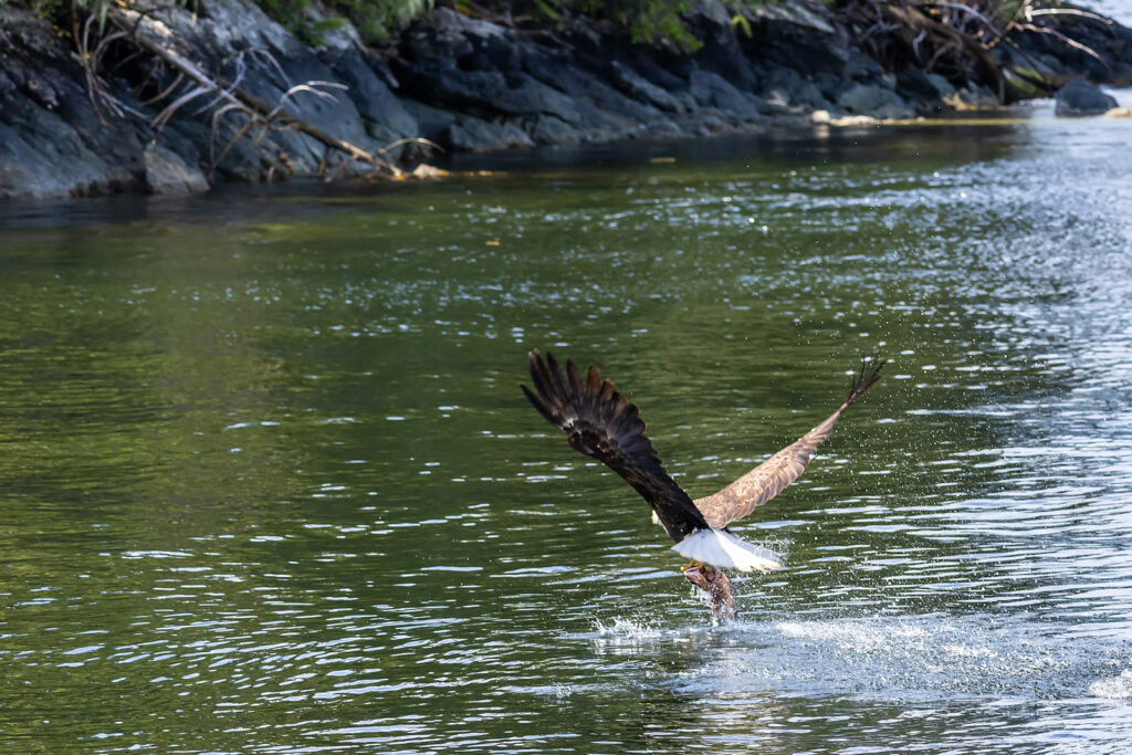 Bering Sea Crab Fishermen's Tour bald eagles