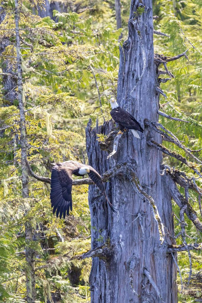 Bering Sea Crab Fishermen's Tour bald eagles