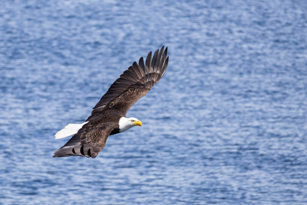 Bering Sea Crab Fishermen's Tour bald eagles