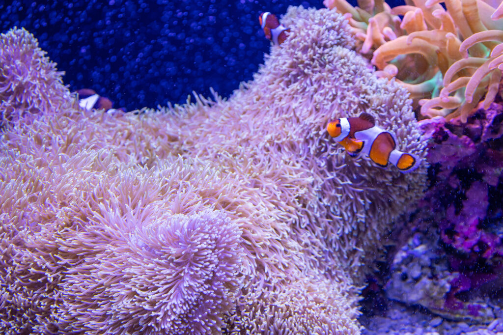 Seattle Aquarium fish