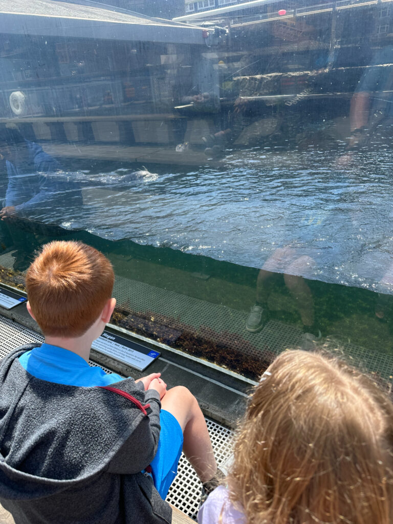 Seattle Aquarium seals