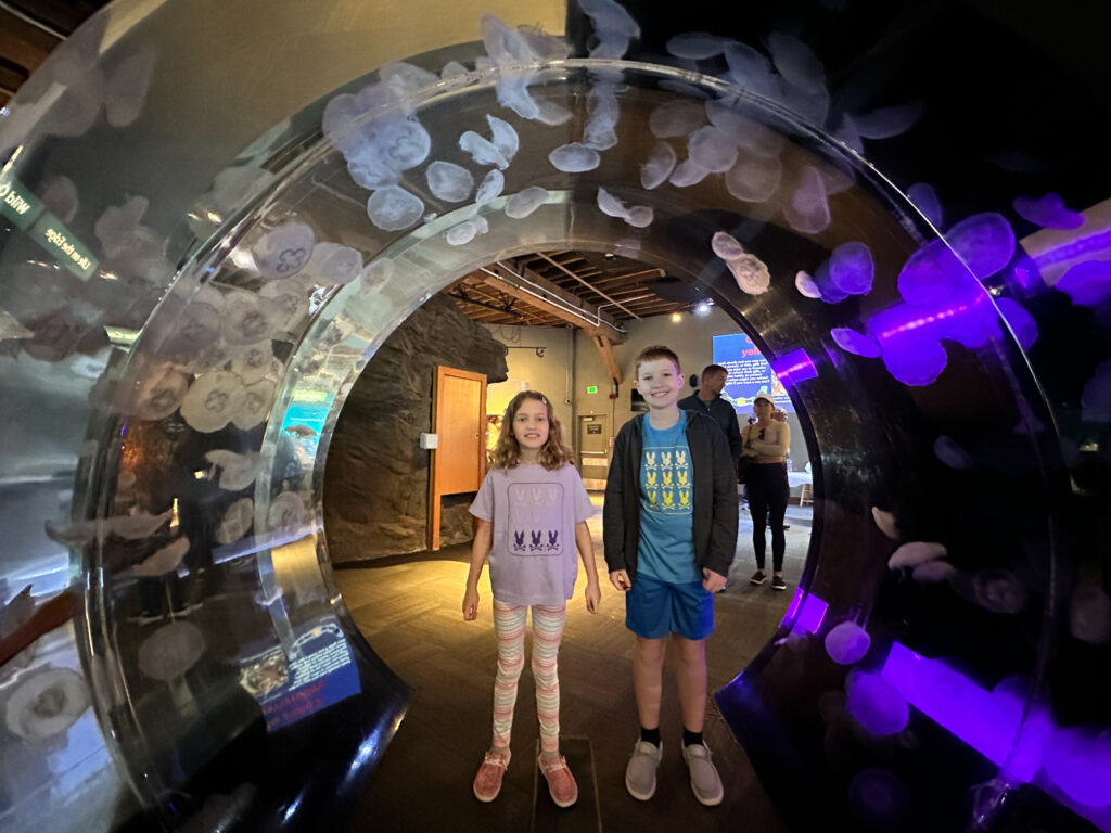 Seattle Aquarium jellyfish