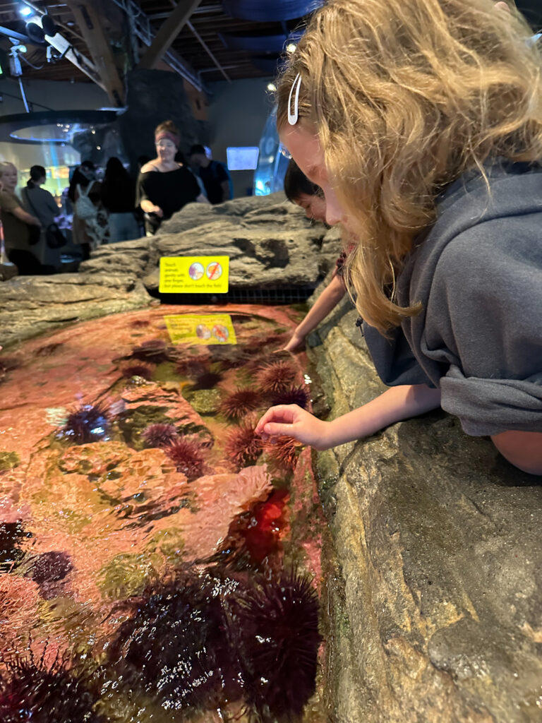 Seattle Aquarium touch tank