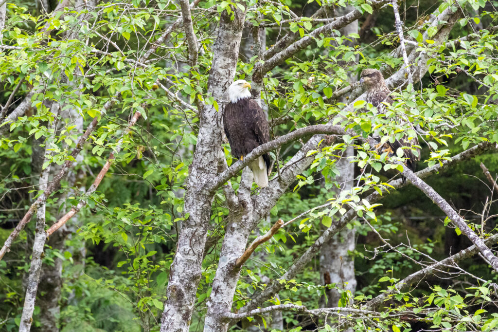 Ketchikan Bald Eagle