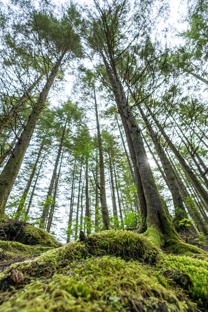 Ketchikan Walking Tour