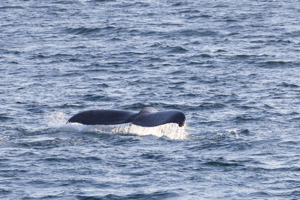 Whale Watching Tour in Victoria, BC Canada