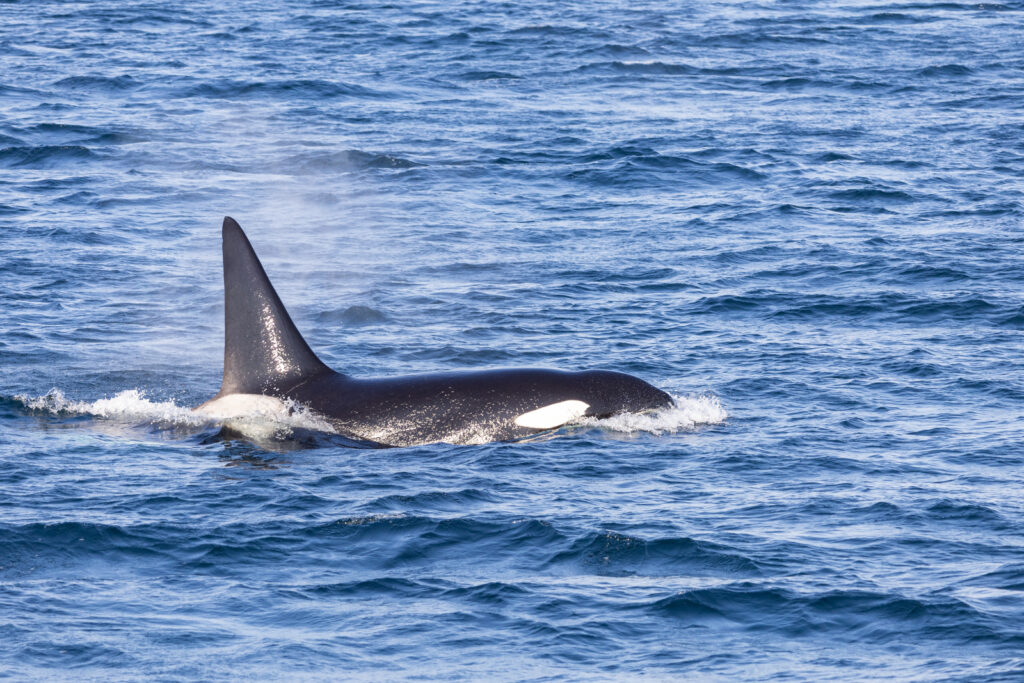 Whale Watching Tour in Victoria, BC Canada