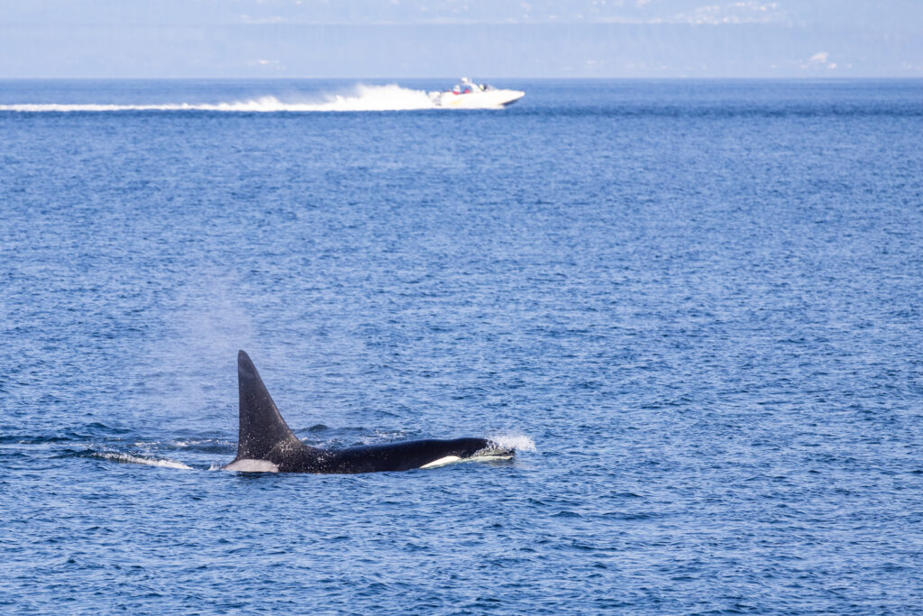 Orca Whales Shore excursion