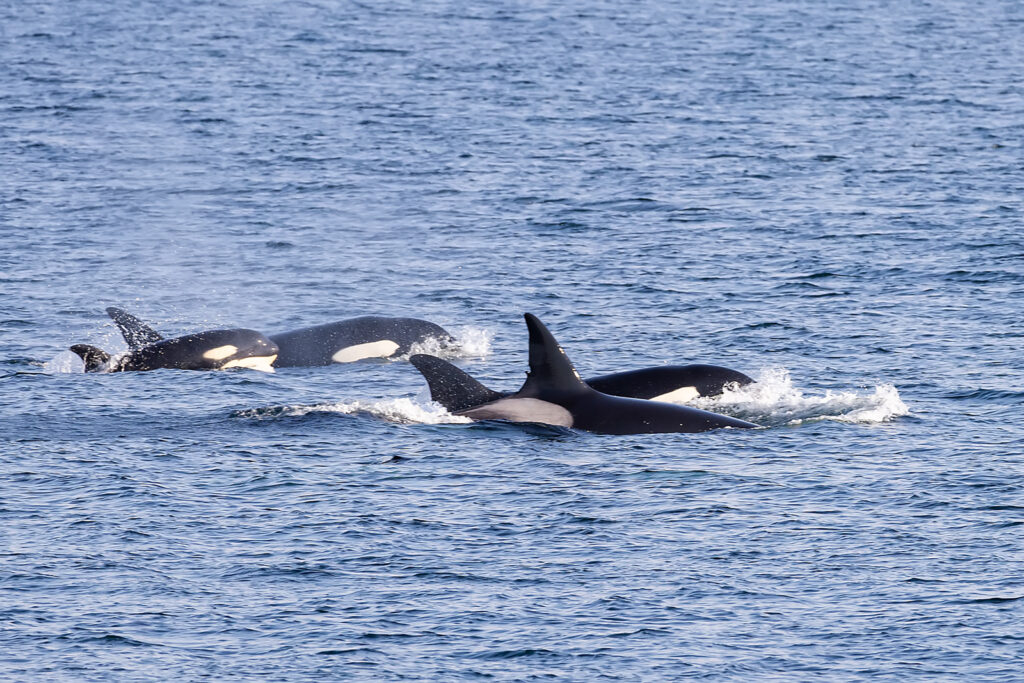 Whale Watching Tour Victoria, BC Canada