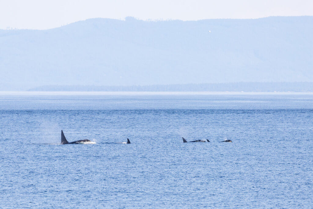 Whale Watching Tour in Victoria, BC Canada