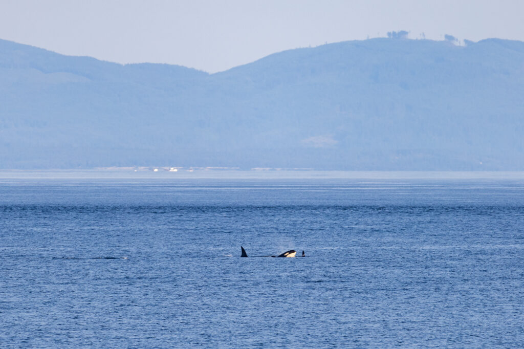 Whale Watching Tour in Victoria, BC Canada