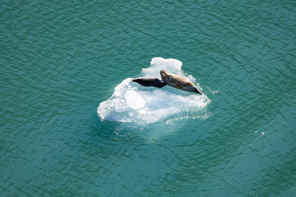 Cruise wildlife