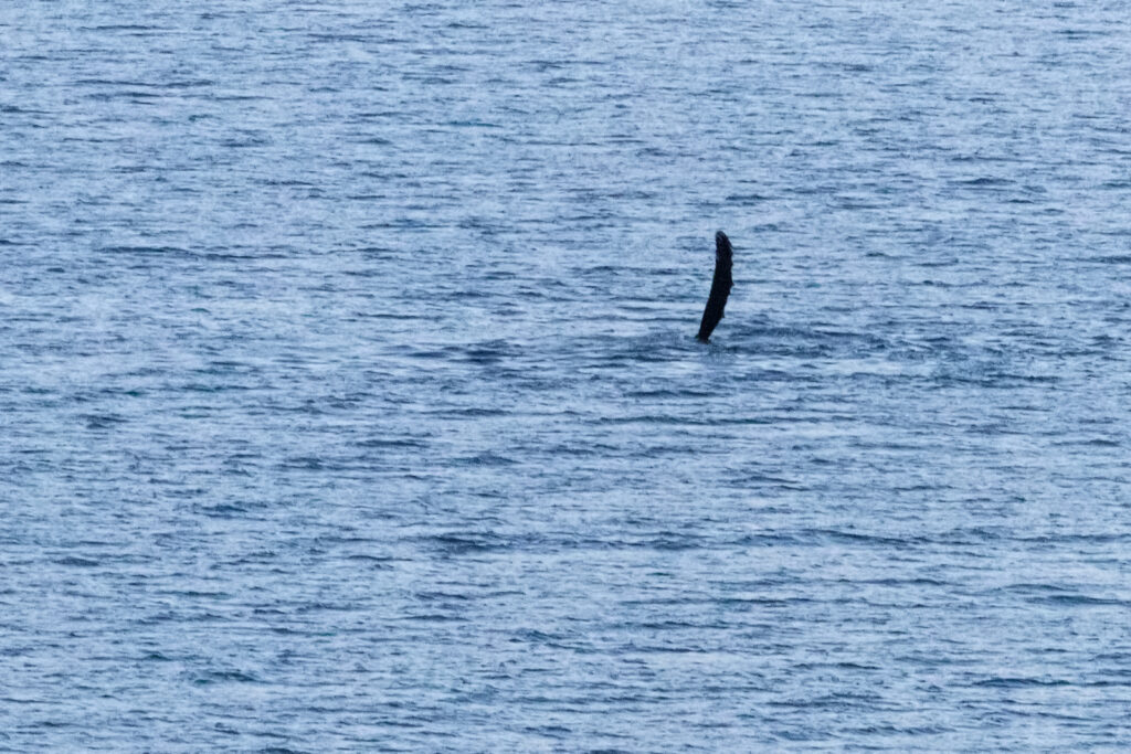 Whale Watching Tour Alaskan Cruise