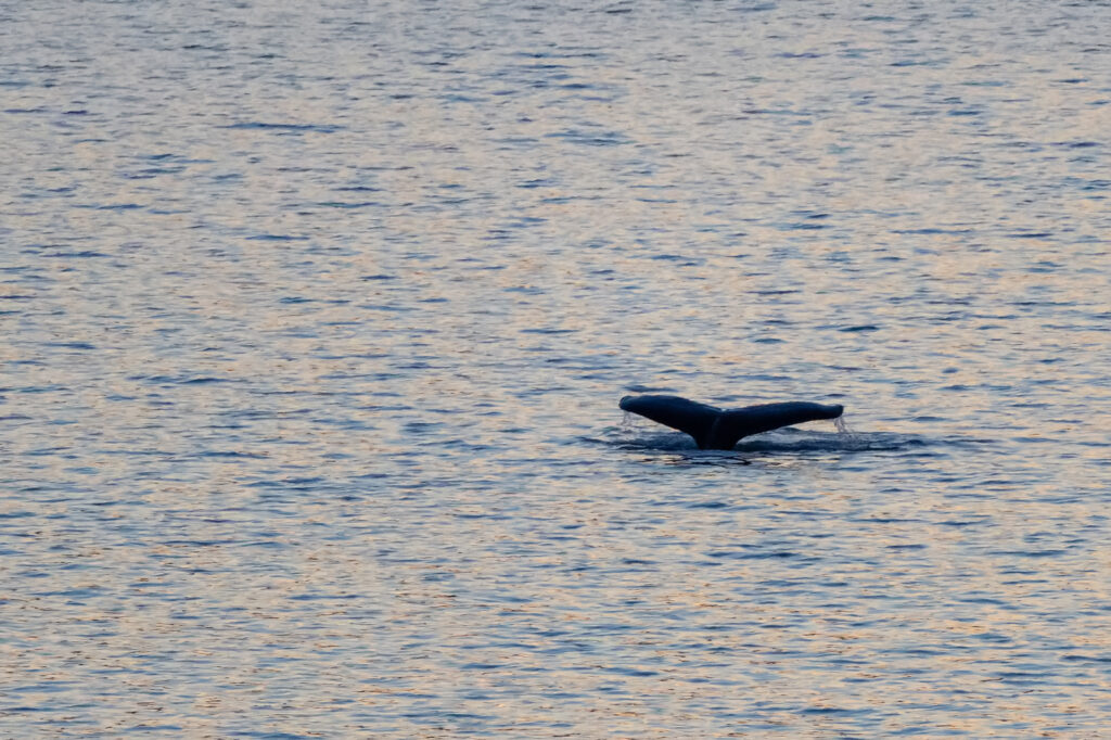 Whale Watching Alaska Cruise